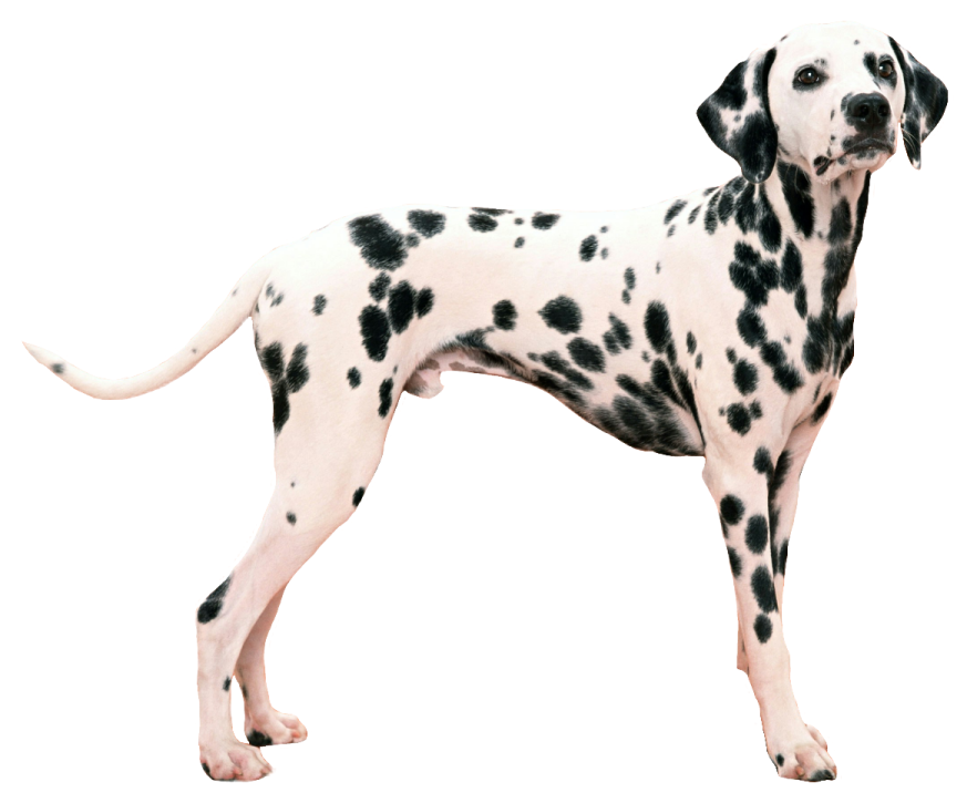 a black and white dog standing on a white background