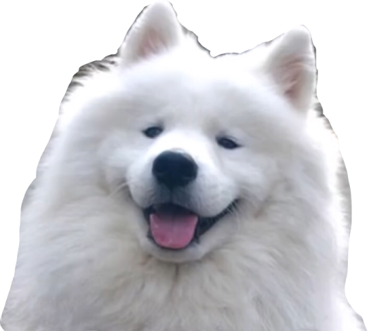 a white dog with its tongue sticking out