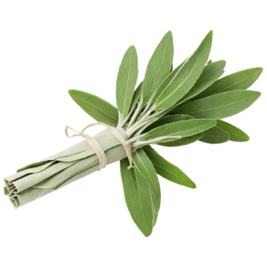a bunch of sage leaves on white background