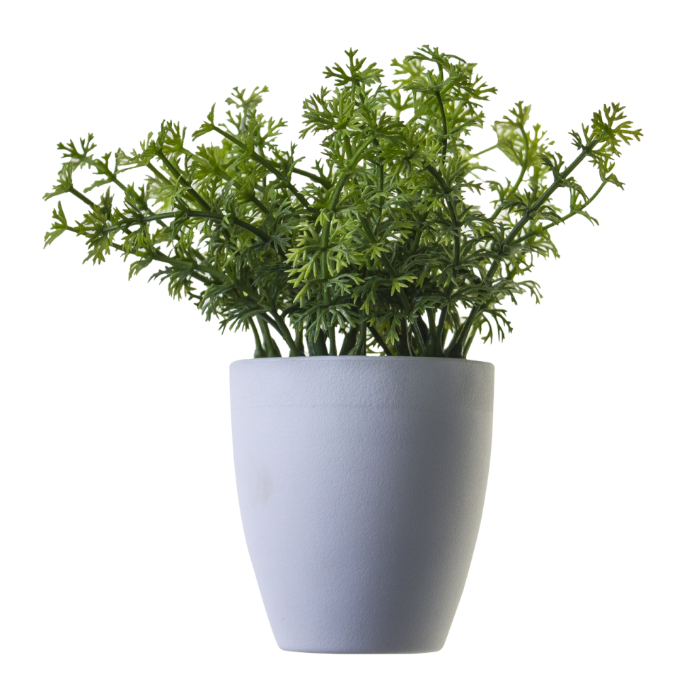 a plant in a pot on a white background