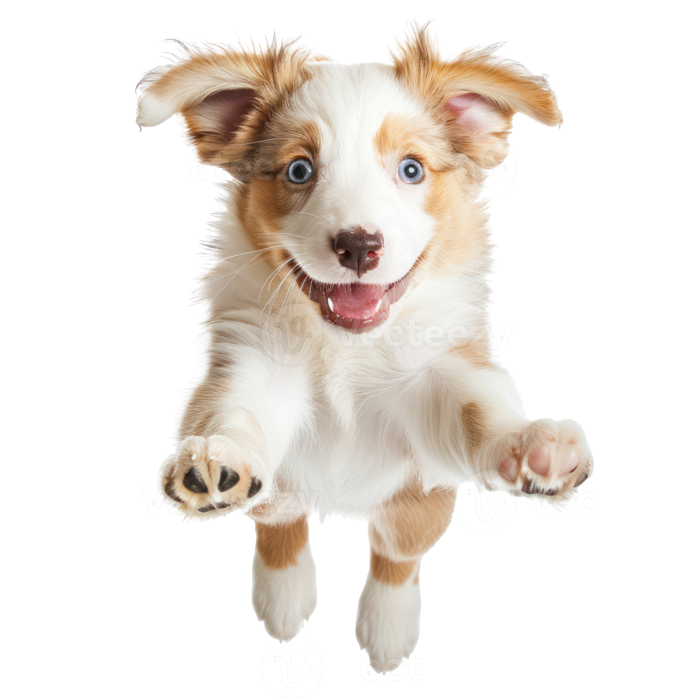 a puppy is jumping up in the air