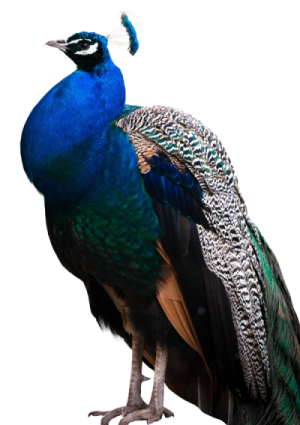 a peacock standing on top of a white surface