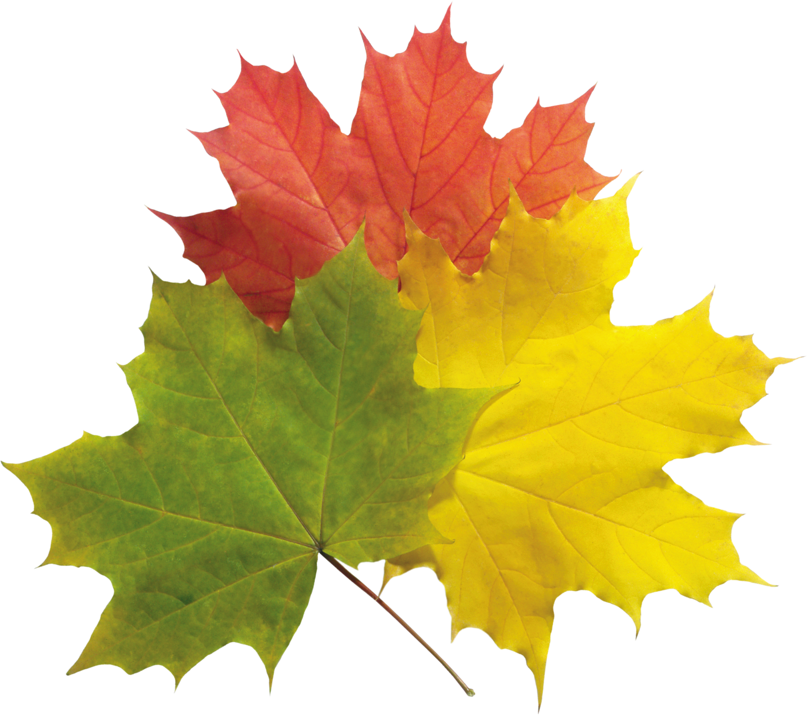 two colorful maple leaves