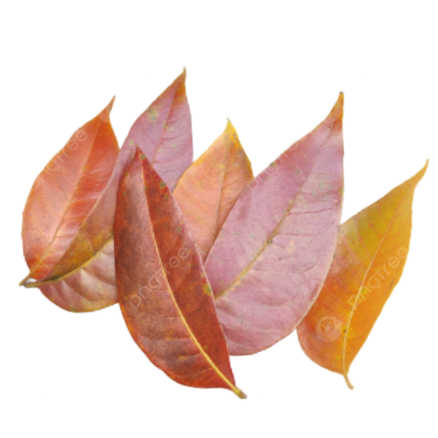 a pile of autumn leaves on a white background