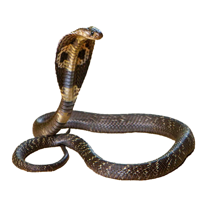 a brown snake on a white background