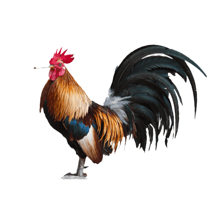 a rooster standing on top of a white surface