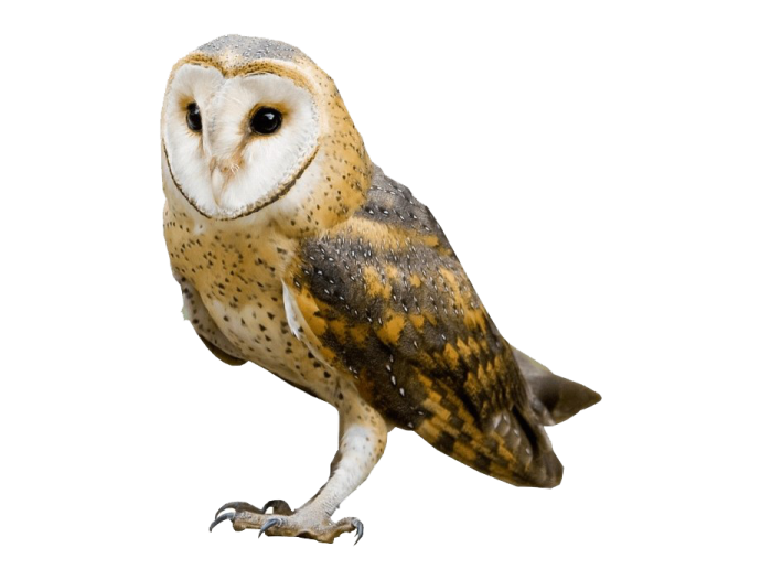 a barn owl on a white background