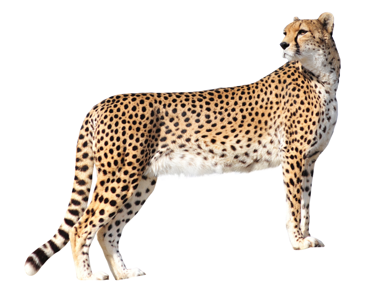 a che spotted cat standing on a white background