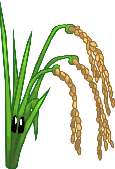 a bunch of wheat on a white background