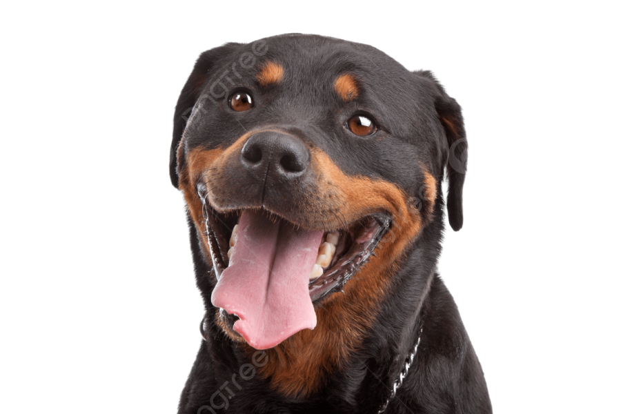 a black and brown dog with its tongue out