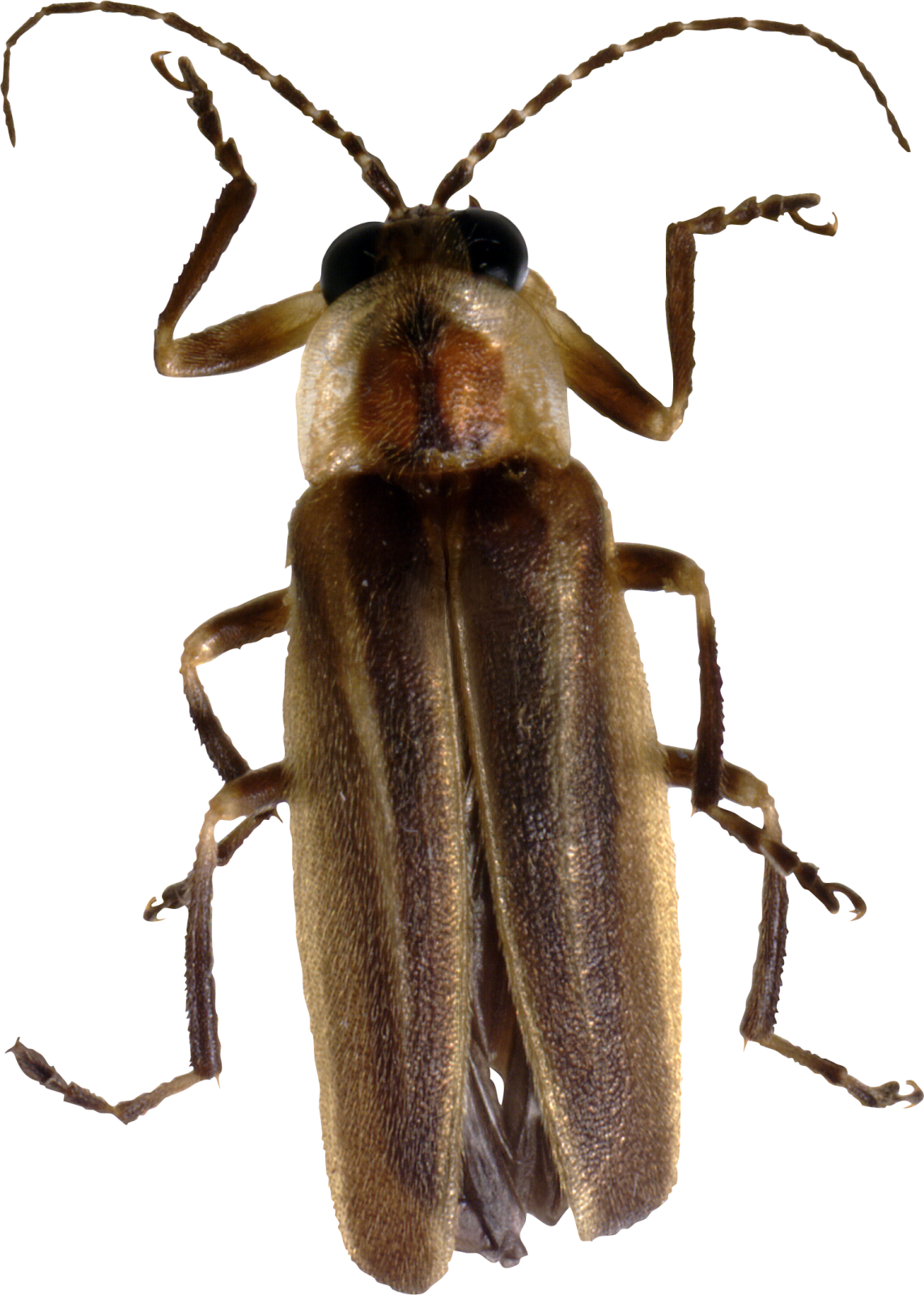 a close up of a bug on white background