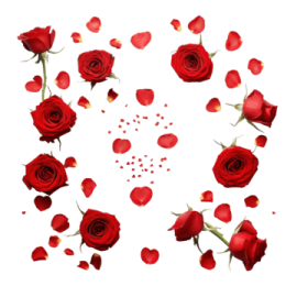a bunch of red roses on a white background