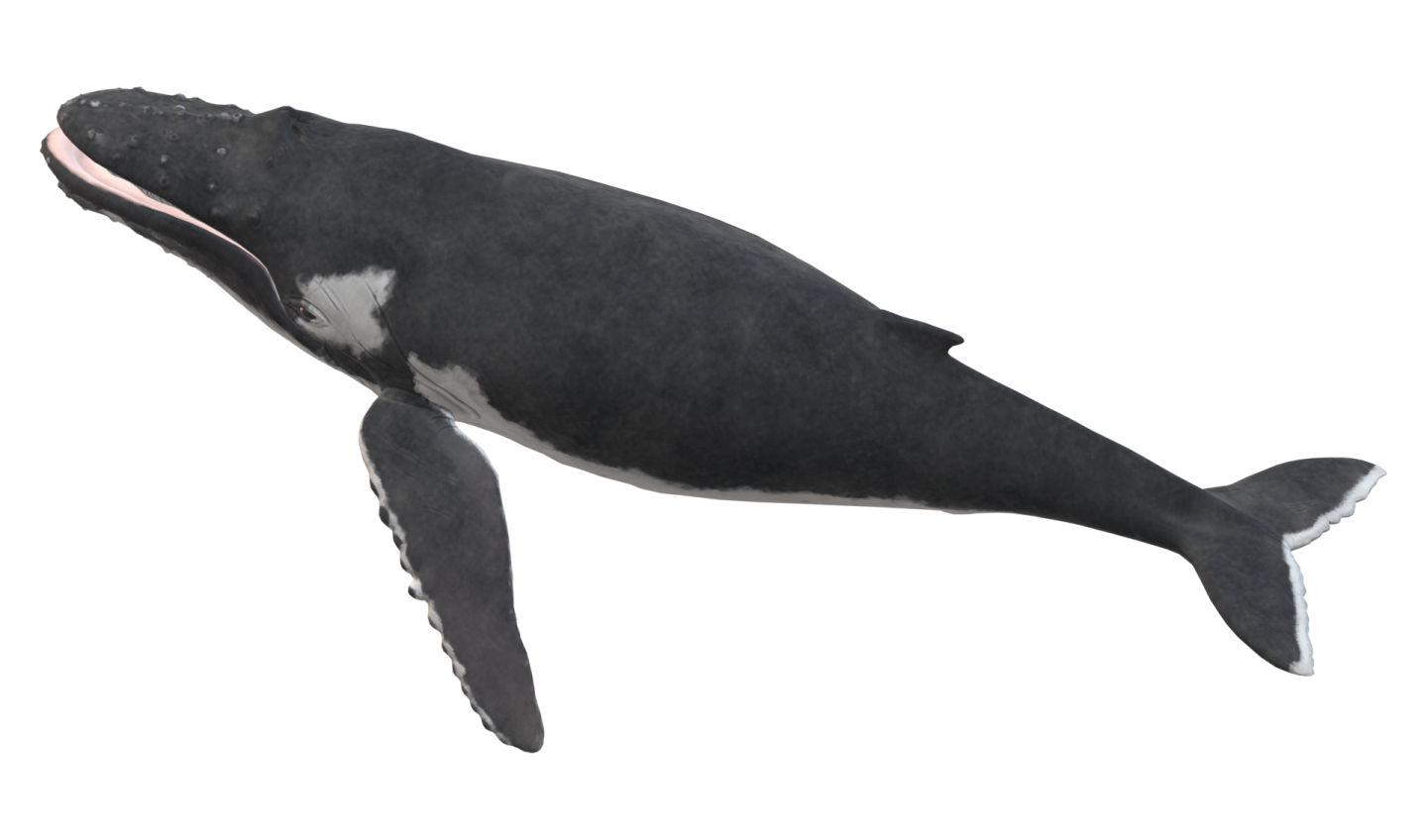 a black and white whale with its mouth open