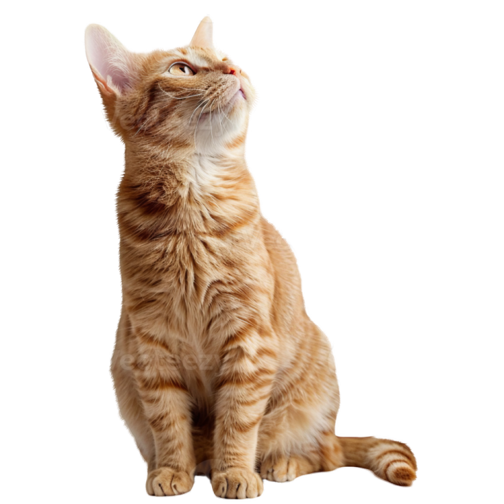 an orange cat sitting on a white background
