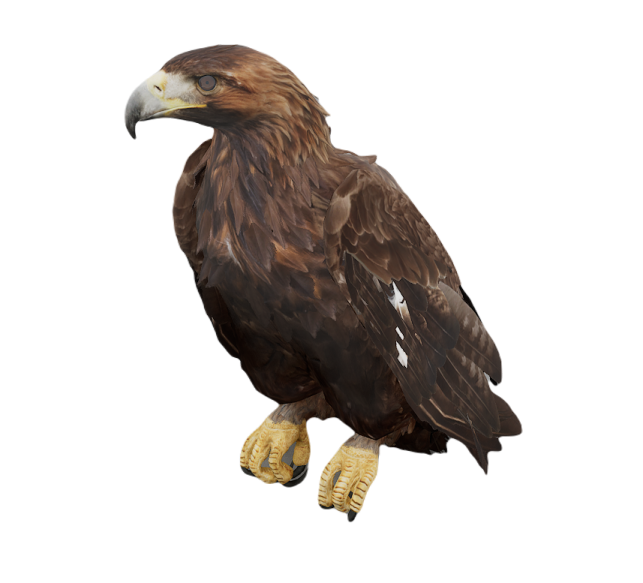 an eagle sitting on top of a white background