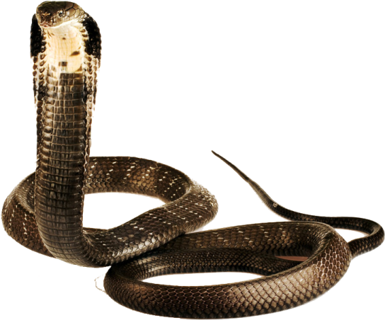 a brown snake with its mouth open