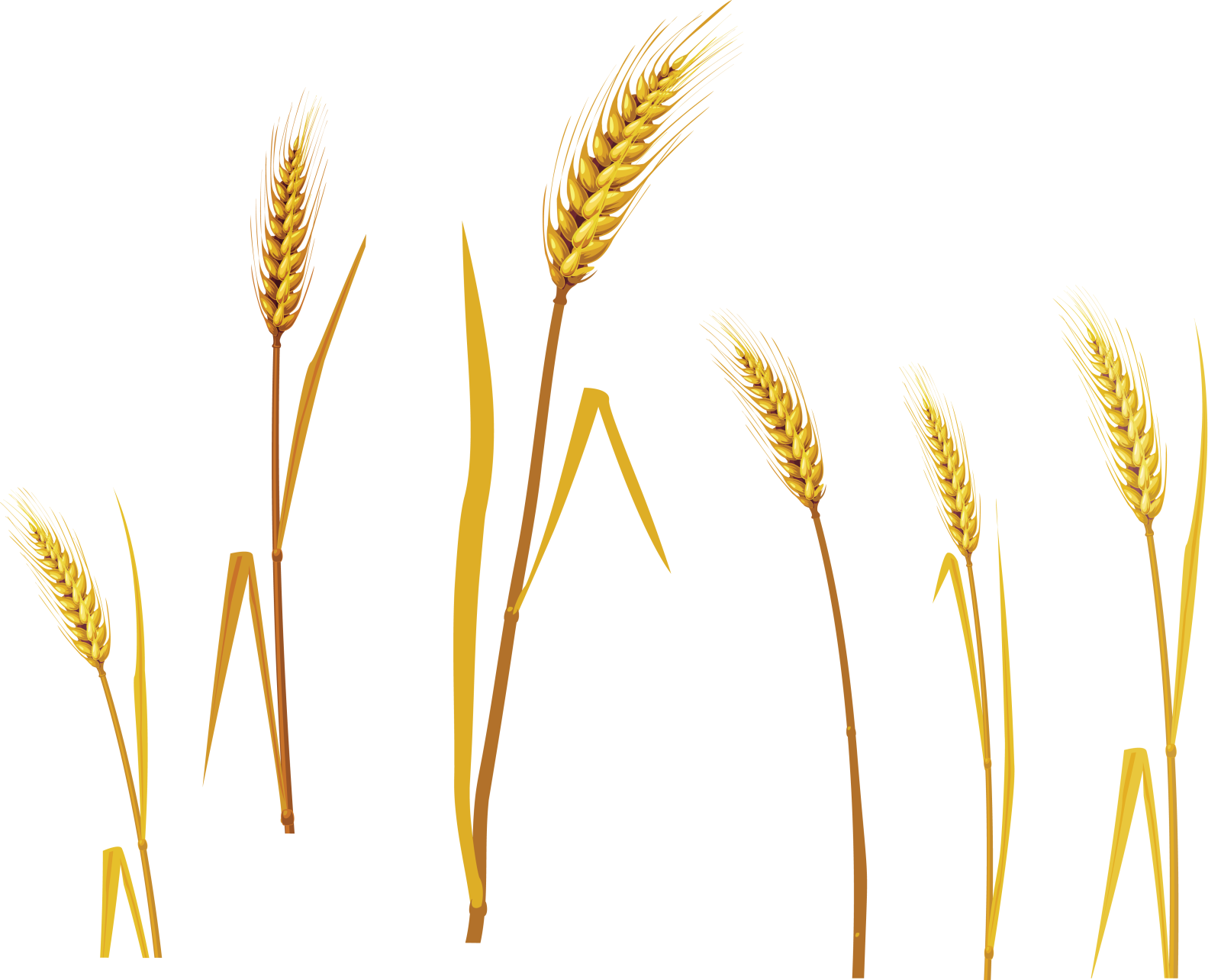 a set of three stalks of wheat