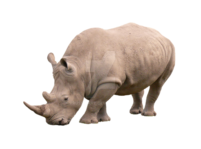 a rhino on a white background