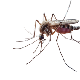 a mosquito on a white background