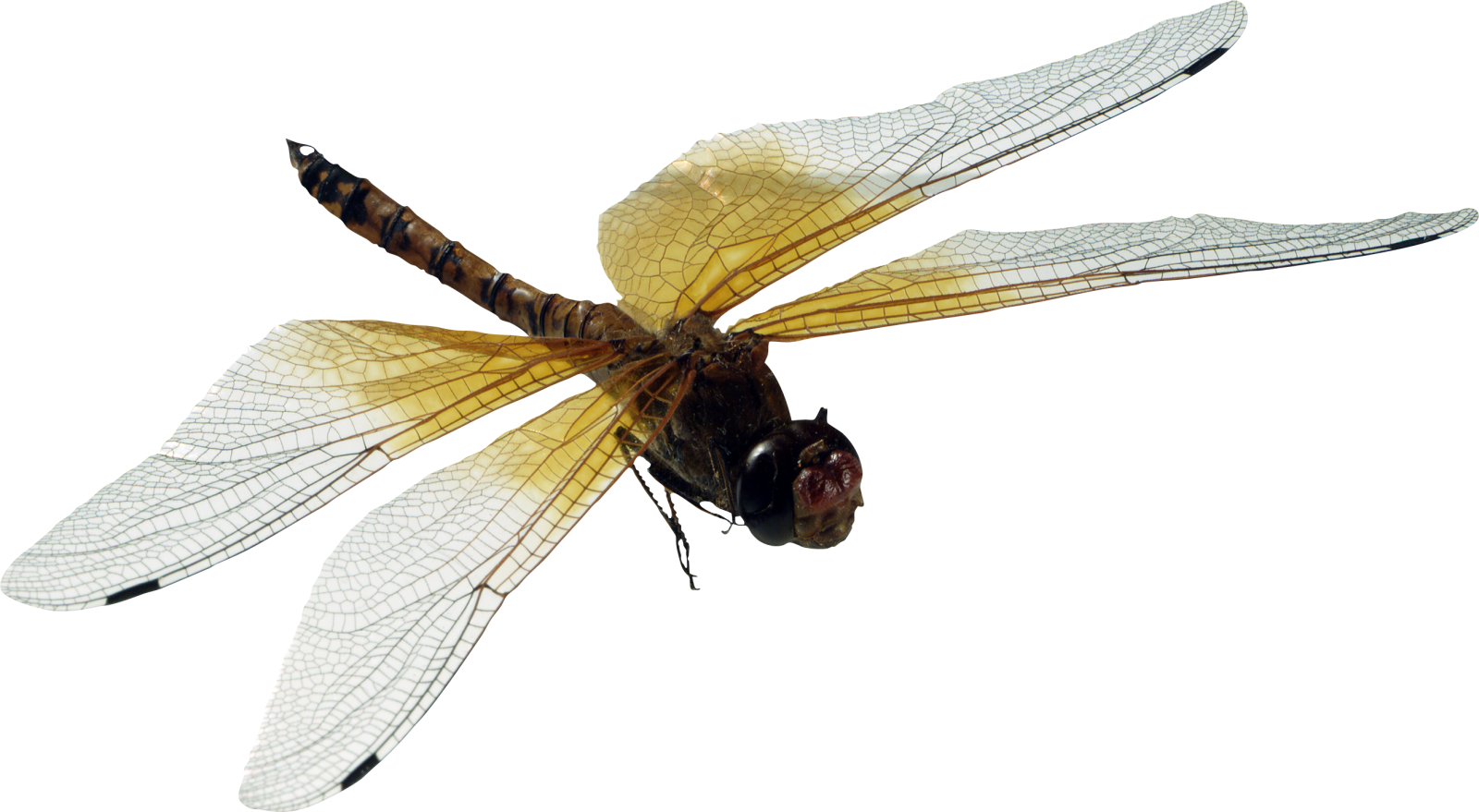 a close up view of a dragonfly