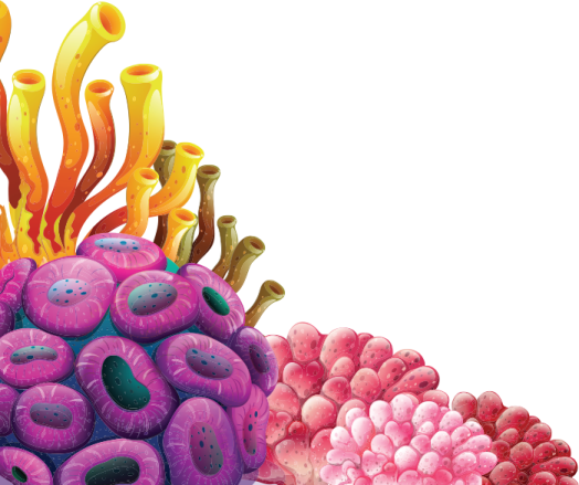 a group of colorful corals