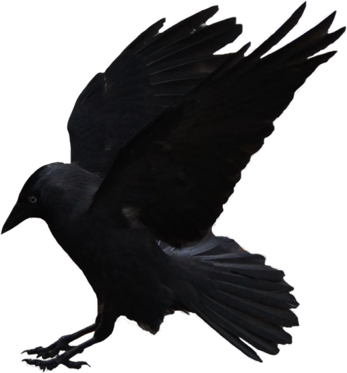 a black bird is flying in the air