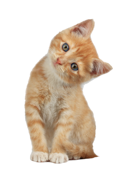 a small kitten sitting on top of a white surface