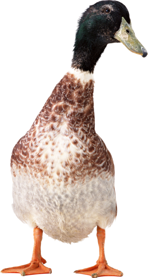 a close up of a duck on a white background