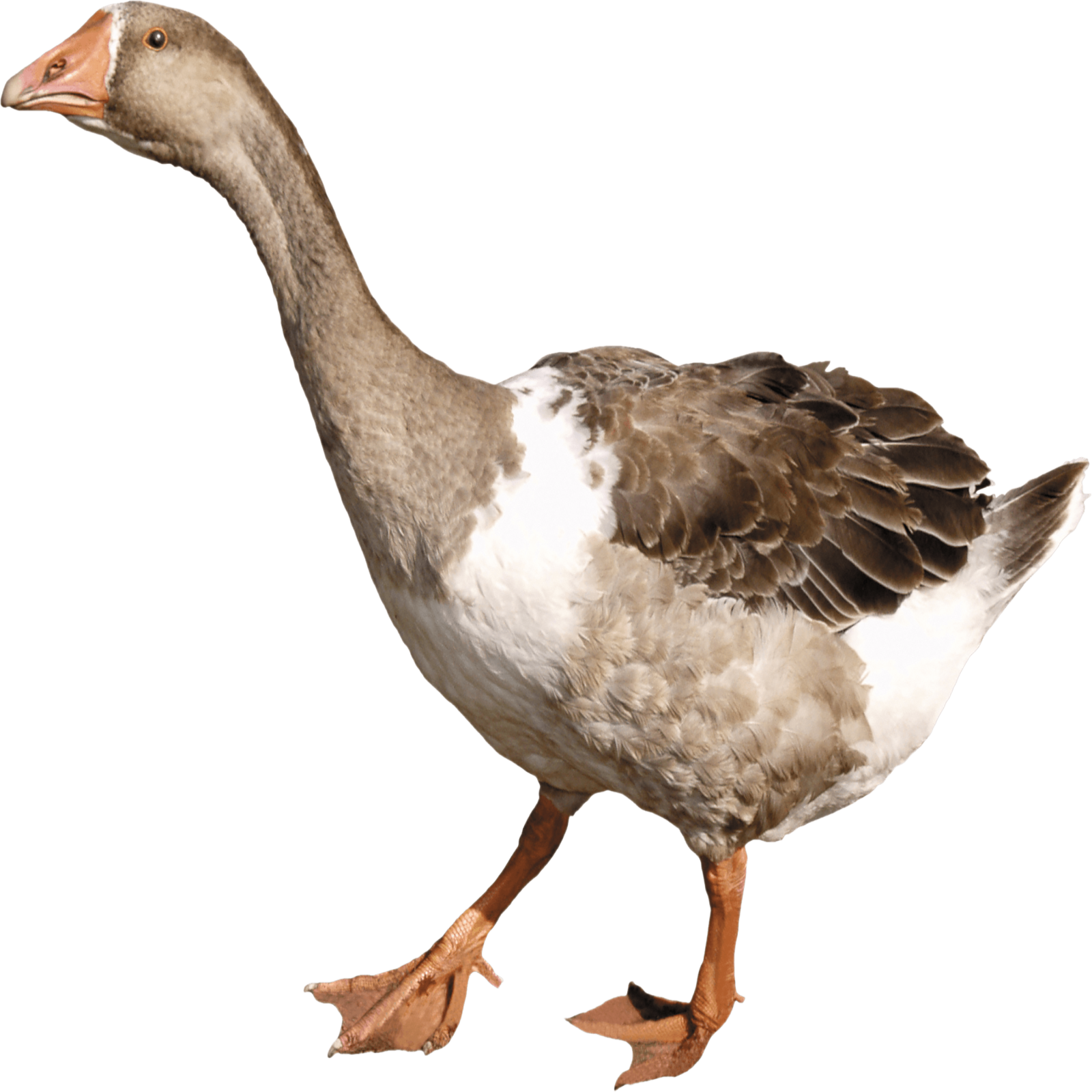 a duck walking on a white background