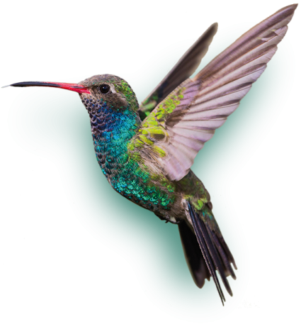 a hummingbird flying in the air