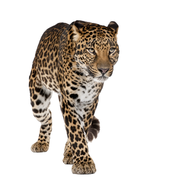 a large leopard walking across a white surface