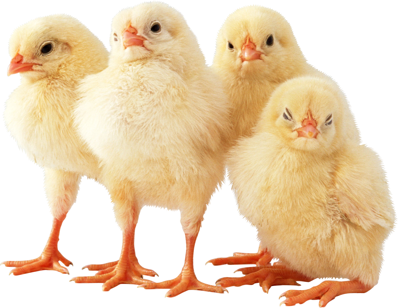 a group of small chickens standing next to each other chicks