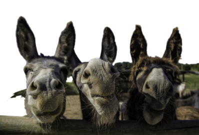 a close up of three donkeys looking at the camera