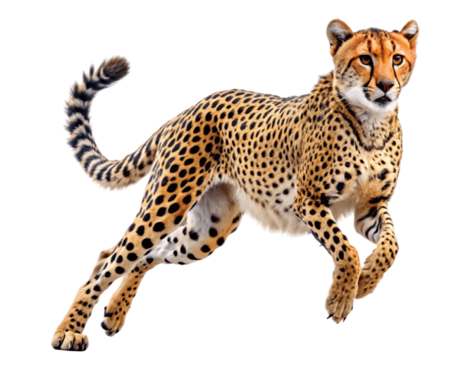 an image of a che spotted cheeta