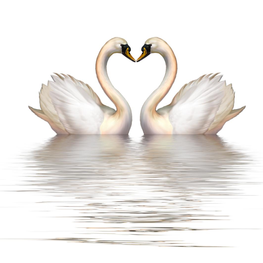 a pair of swans making a heart shape