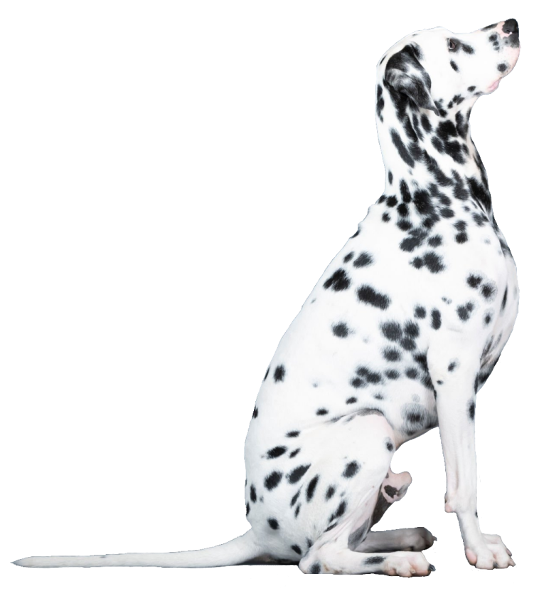 a black and white dog sitting on the ground