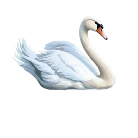 a white swan is swimming in the water