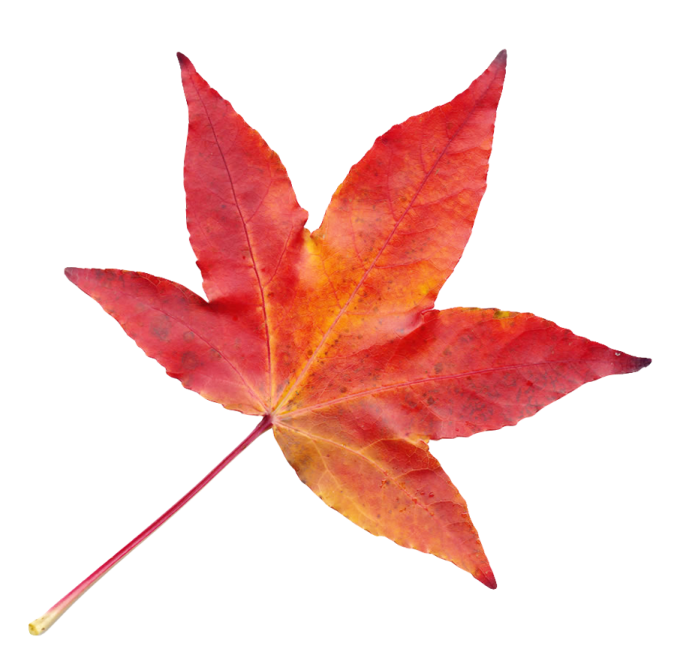 a red maple leaf on white background