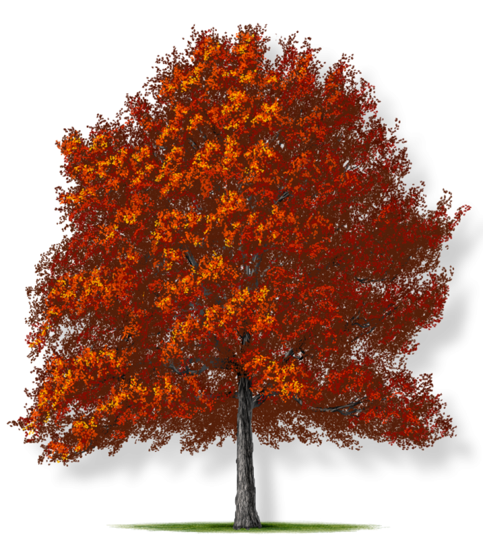 a tree with red leaves on it