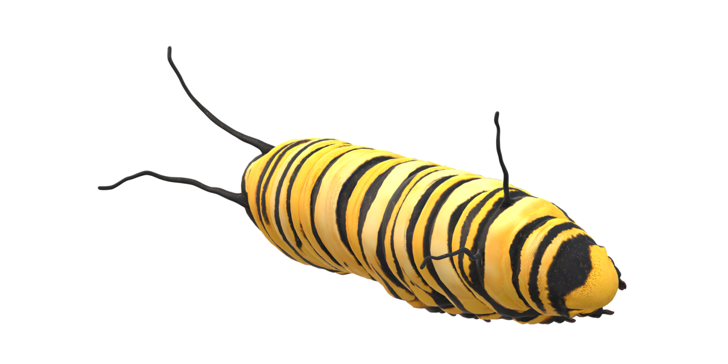 a yellow and black striped cater