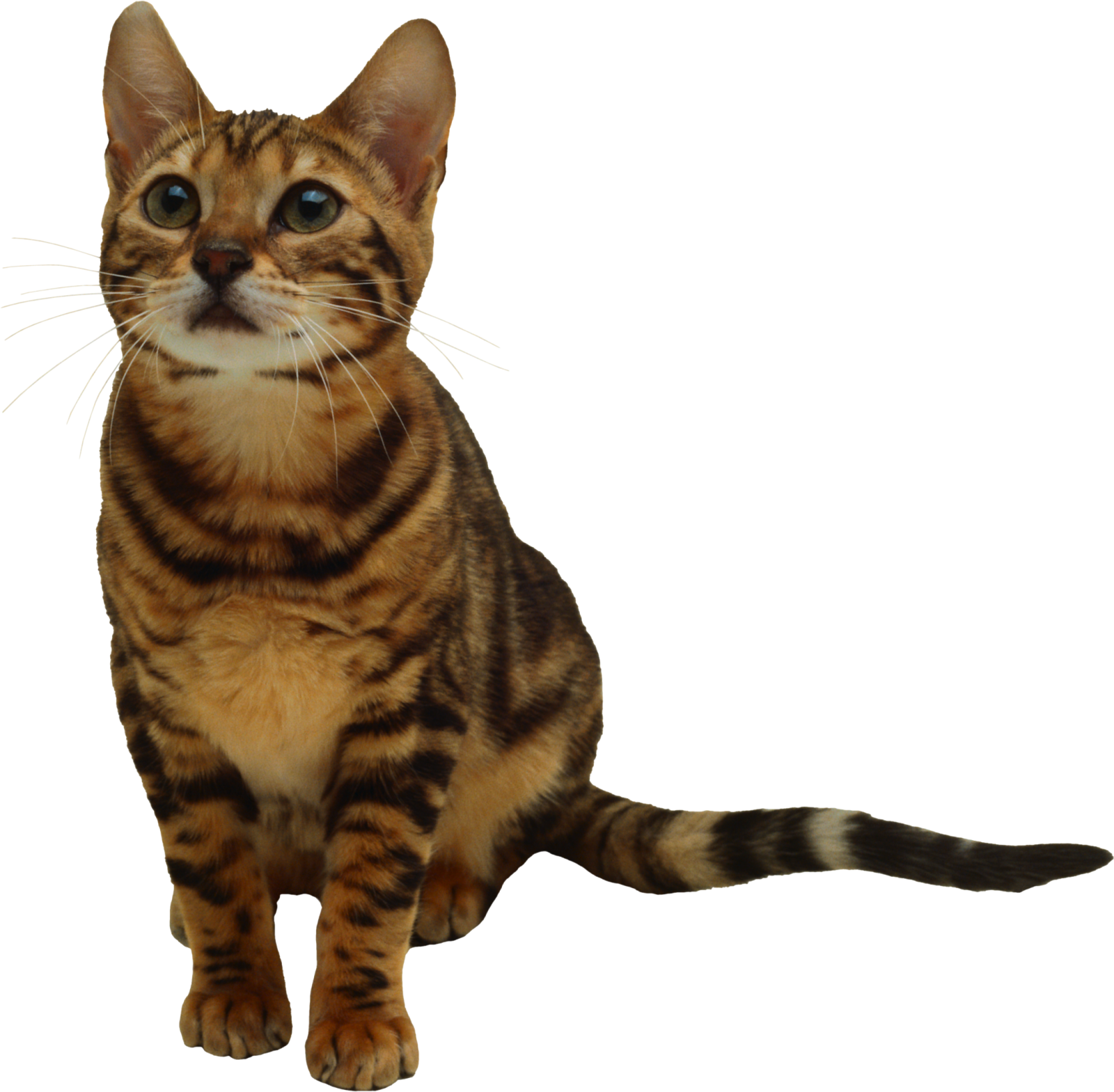 a brown and black striped cat sitting down