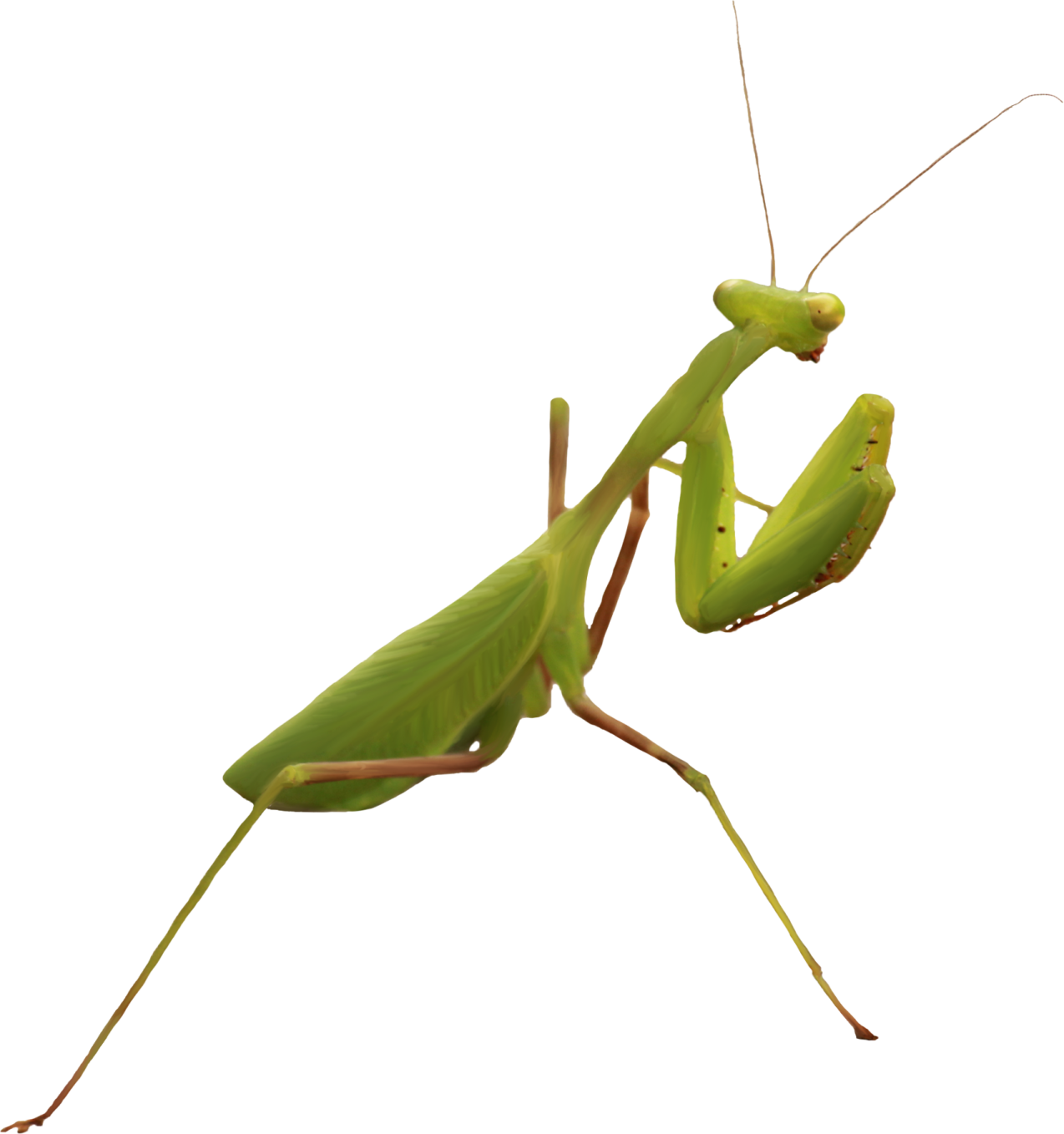 a praying mantis on a white background