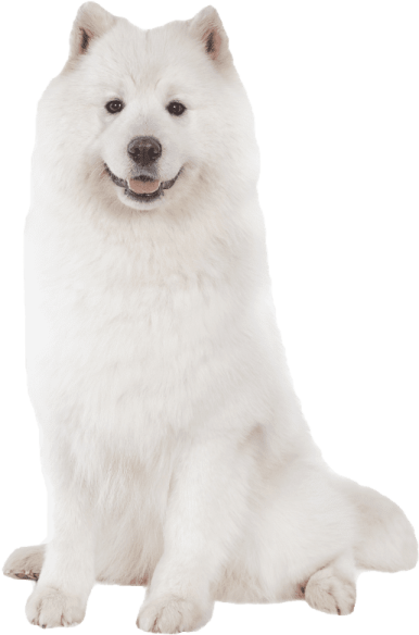 a white dog sitting down and looking at the camera