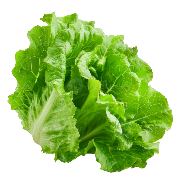 lete leaves on a white background
