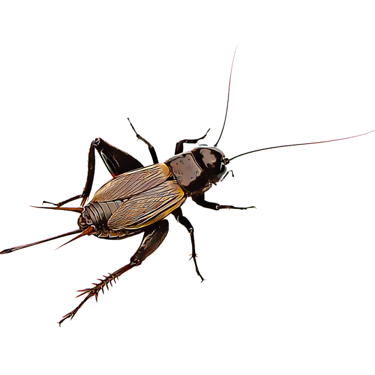 a bug on a white background