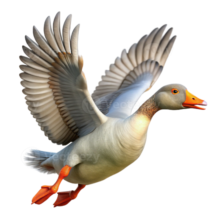 a white duck flying with its wings spread