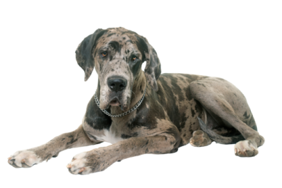 a large dog laying down on the ground