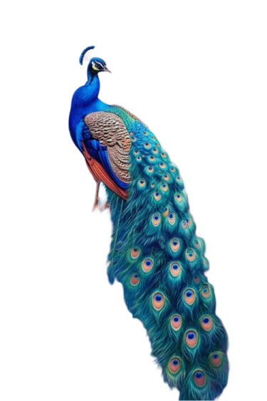 a peacock standing on top of a white background