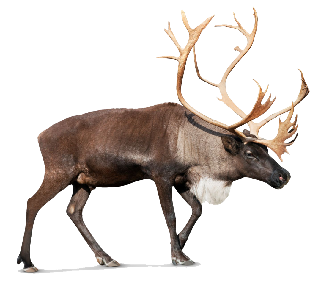 a reindeer walking across a white background