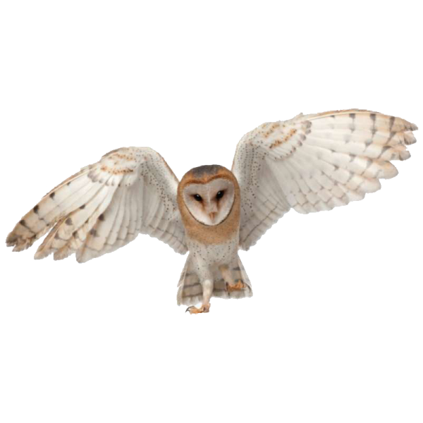 a barn owl spreads its wings
